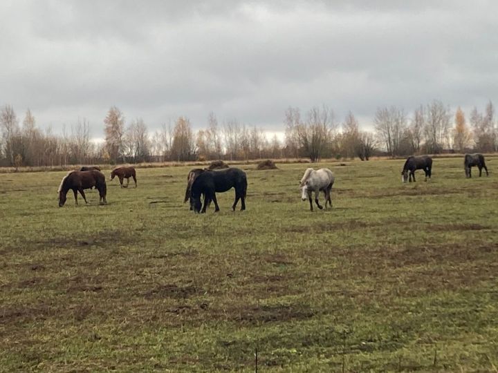 В последний день октября в Чистополе ожидается мокрый снег и сильный ветер