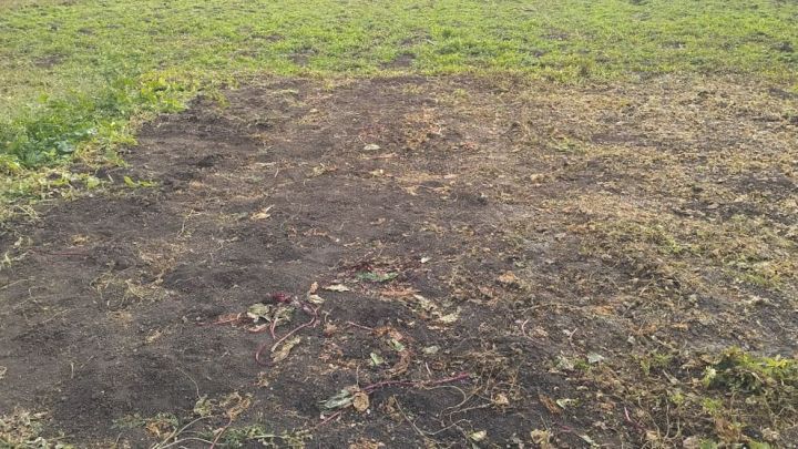 Что нужно сделать в огороде в октябре