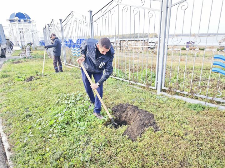 В парке на набережной Чистополя депутат Госдумы Олег Морозов и глава района Дмитрий Иванов посадили пирамидальные тополя