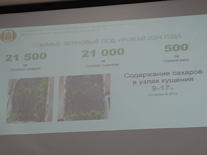 Чистопольские аграрии столкнулись с риском выпревания озимых