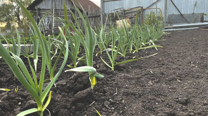 Взойдут ли семена моркови и лука, посаженные перед заморозками