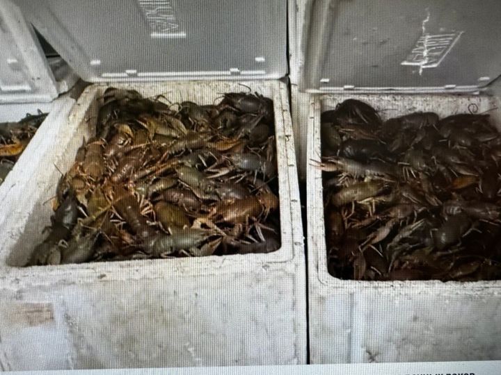 В Самарской области татарстанец пытался реализовать 800 кг раков