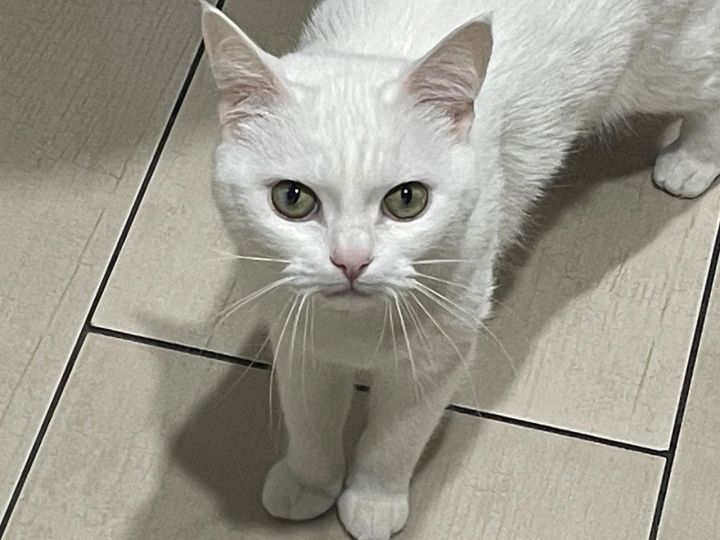 Почему кошка постоянно мяукает: 4 основные причины от ветеринара