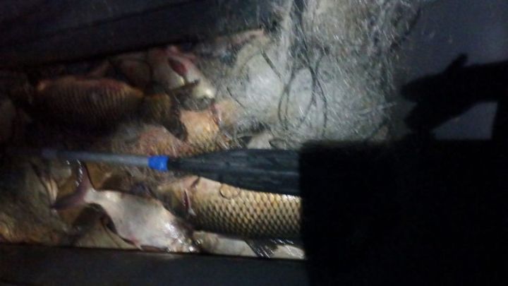 Чистайда браконьерны тоткарлаганнар