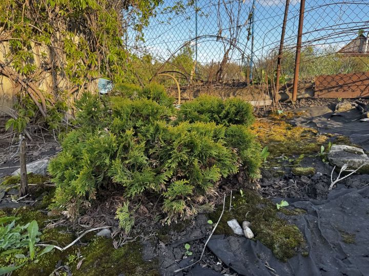 Борьба с тлей в саду: эффективные методы и важные предостережения