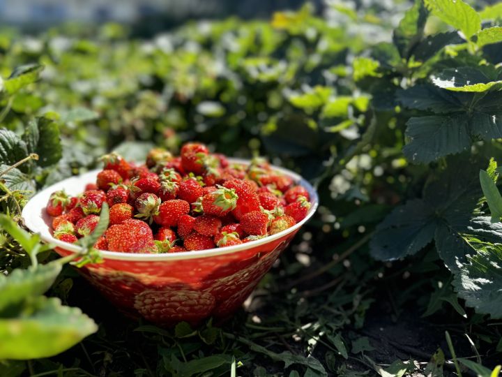 Клубника при аллергии на березу: советы диетолога Маргариты Королевой