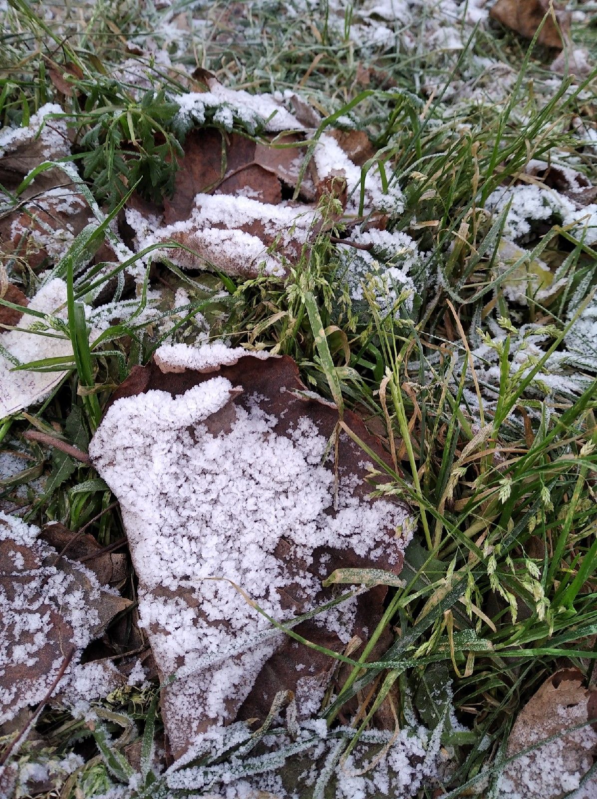 Заморозки ожидаются в ближайшее время. Заморозки в мае. Заморозки на почве. Заморозки ожидаются в Татарстане. Заморозок на почве.