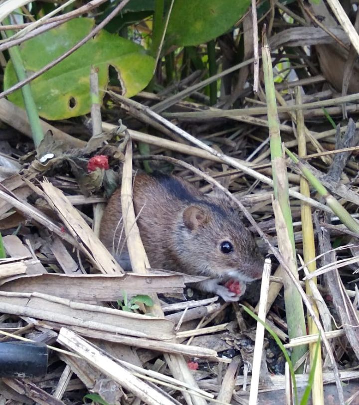 От каких мышей можно заразиться мышиной лихорадкой фото