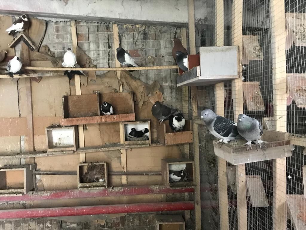 В Чистополе собрались голубеводы со всего Татарстана (Фоторепортаж)