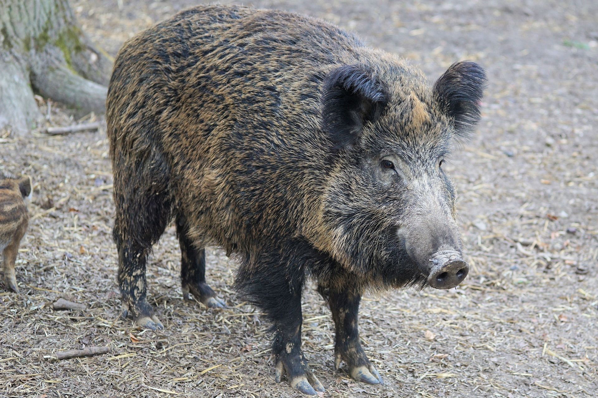 Кабан фото. Кабаны в Самарской области. Кабан (sus scrofa). Кабан Волгоградской области.