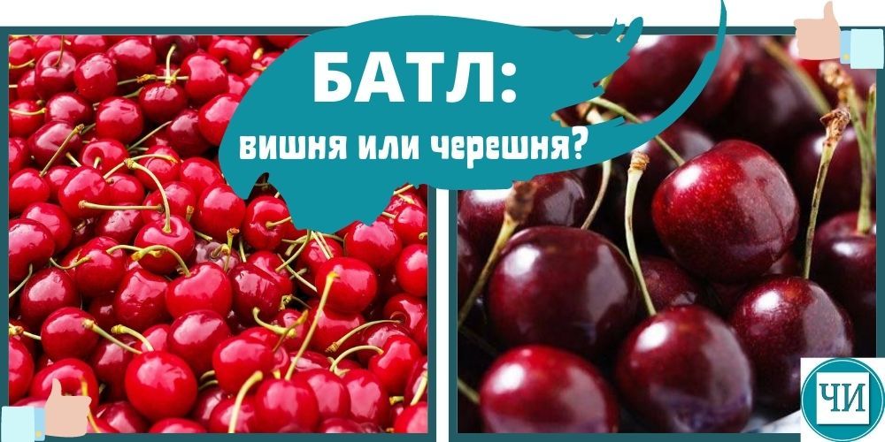 Вишня или черешня полезнее. Что полезнее вишня или черешня. Что больше вишня или черешня. Черешневый или Черешнивый. Как правильно говорить черешенный или Черешневый.