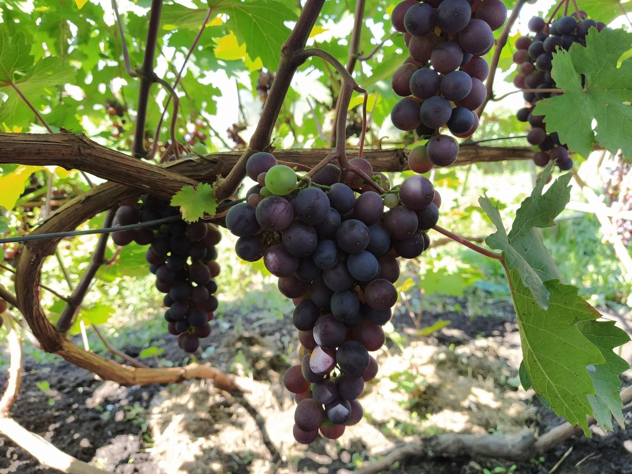 Виноградарство   стало любимым делом Татьяны Гайнетдиновой