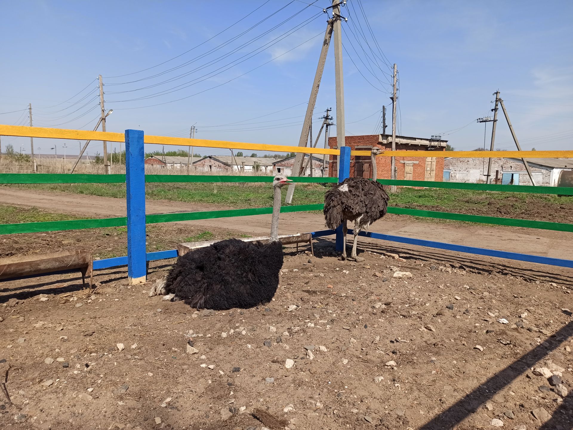 «Сарсаз - Агротур»: в Чистопольском районе открылся контактный зоопарк (фоторепортаж)