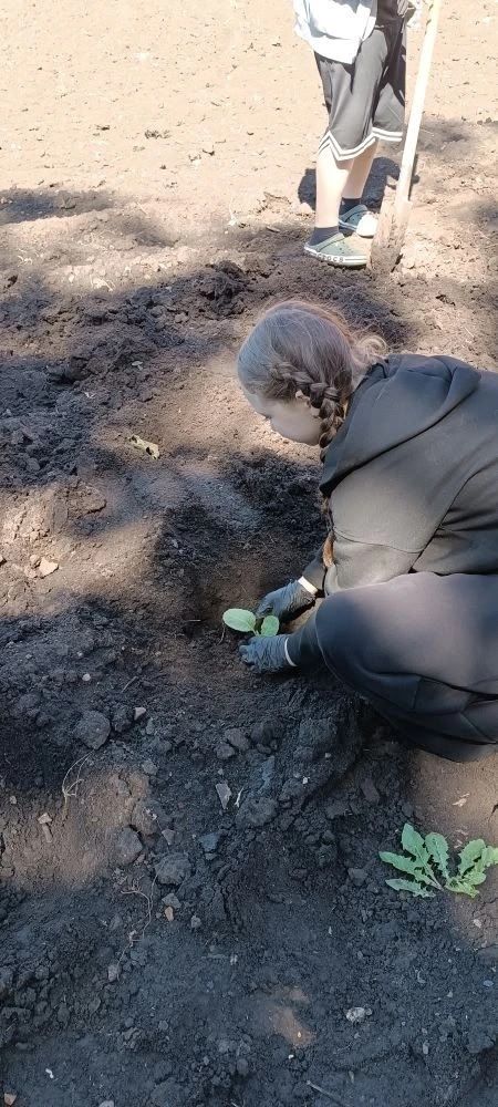 Чистай Выселкасы поселогында укучыларны яшьтән үк җирдә эшләргә өйрәтәләр