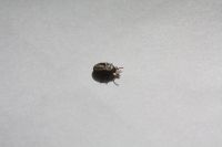 В Татарстане зафиксировано 35 укусов клещей с начала сезона