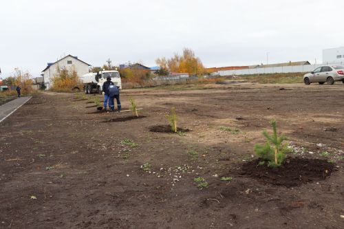В новом сквере в Чистополе посадили около 70 молодых сосен
