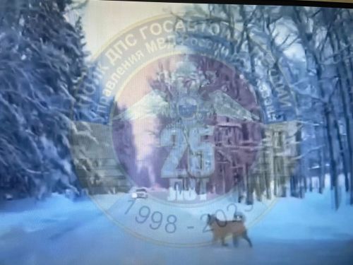 В Казани из-за выбежавшей на дорогу собаки столкнулись два авто