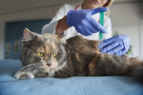 В Чистополе пройдет бесплатная подворная вакцинация животных