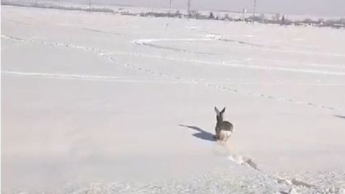 В Буинске спасли косулю, которую собаки загнали в огород