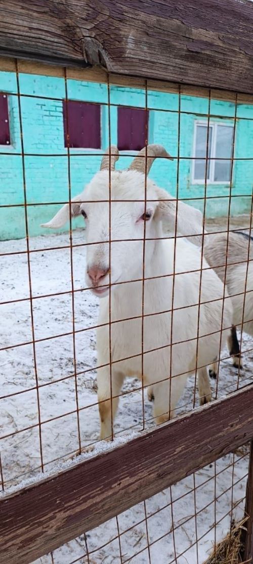 Обитатели рождественского вертепа встретили воспитанников чистопольской воскресной школы