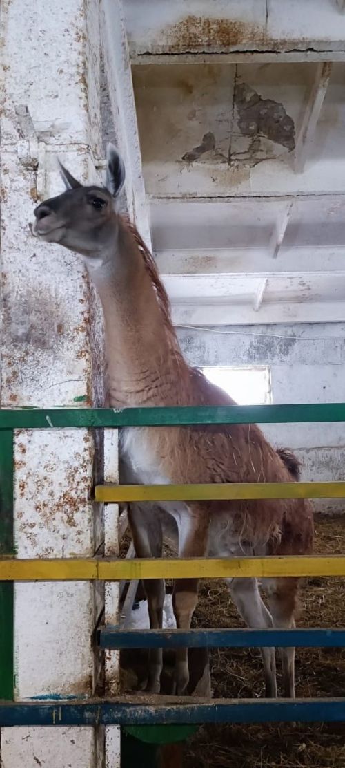Обитатели рождественского вертепа встретили воспитанников чистопольской воскресной школы