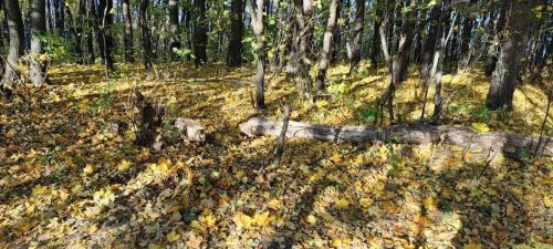 Чистайда гомумшәһәр өмәсе узачак