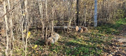 В Чистополе пройдёт общегородской субботник