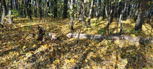 В Чистополе пройдёт общегородской субботник