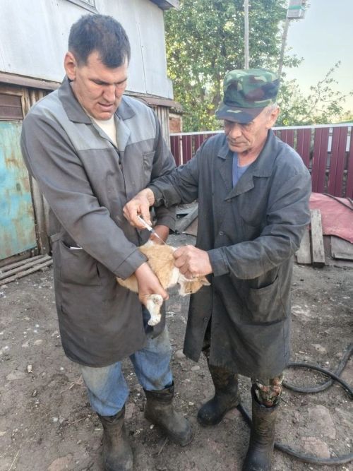 Защита от бешенства: вакцинация в Тат.Багане