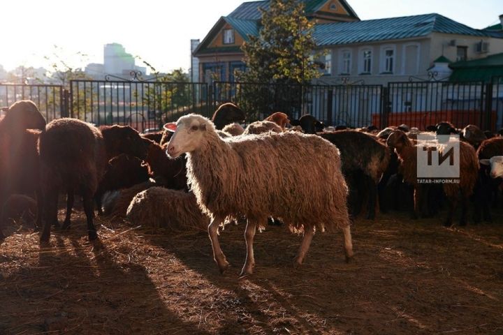 Курбан-байрам в вопросах и ответах: где будут приносить жертвоприношения в Татарстане, сколько стоят баран и корова для обряда и из каких регионов везут овец для заклания?