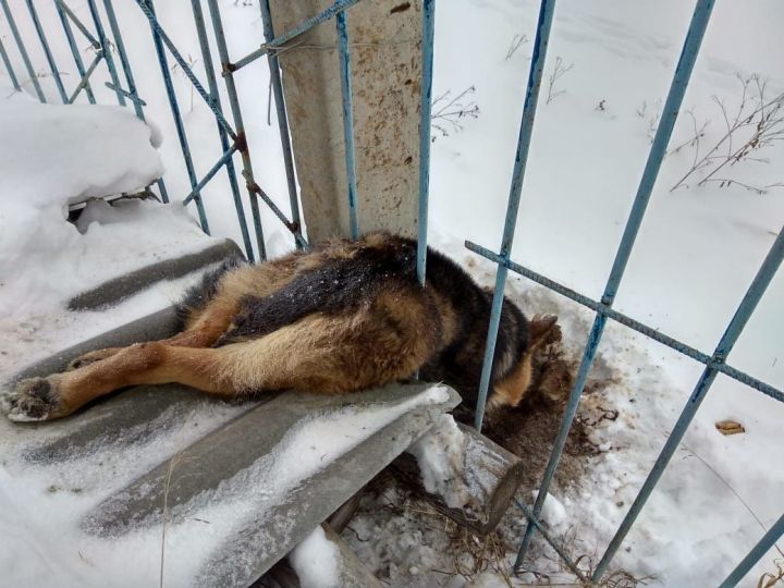 И такое бывает: сотрудникам МЧС пришлось спасать собаку, застрявшую в заборе