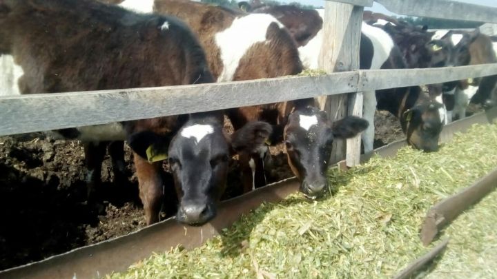 В Чистопольском районе производство молока начало расти