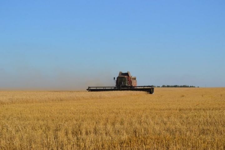 Какова средняя урожайность зерна в Чистопольском районе