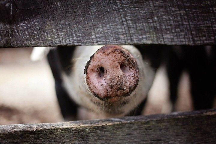 Чистопольцев предупреждают: распространяется вирус африканской чумы свиней