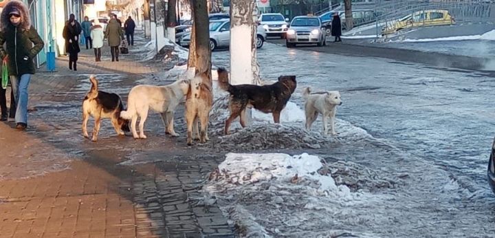 Проблема бродячих собак в Чистополе по-прежнему остается актуальной