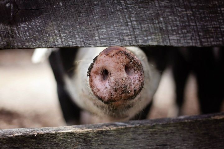 В Заинском районе РТ выявлен очаг африканской чумы свиней