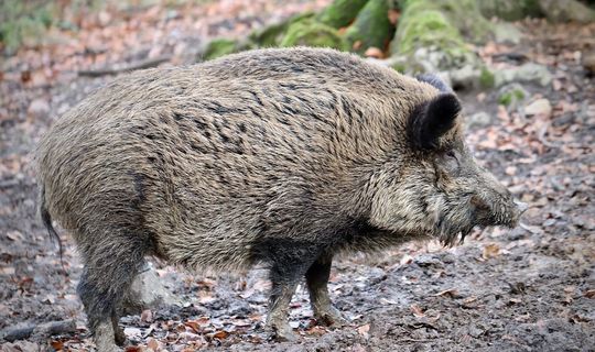 В Татарстане в частных охотхозяйствах стали скрещивать кабанов с домашними свиньями