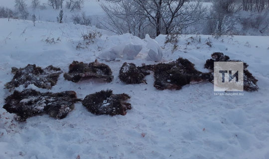 В Татарстане браконьеры застрелили 7 кабанов