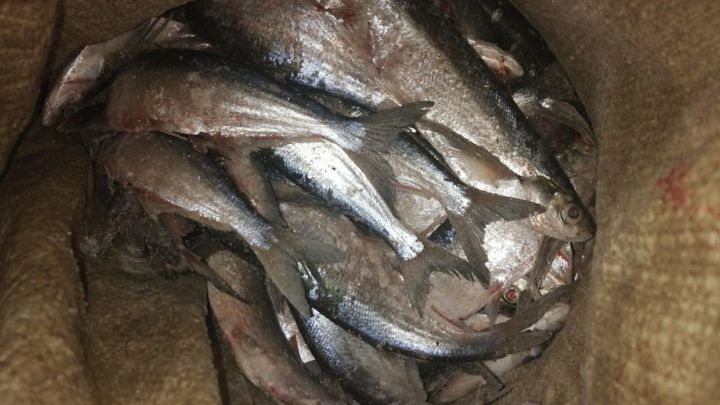 В Чистополе задержан браконьер с незаконно пойманной рыбой