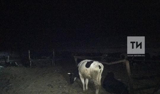 В Татарстане охранник фермы получил ожоги, спасая коров из пожара