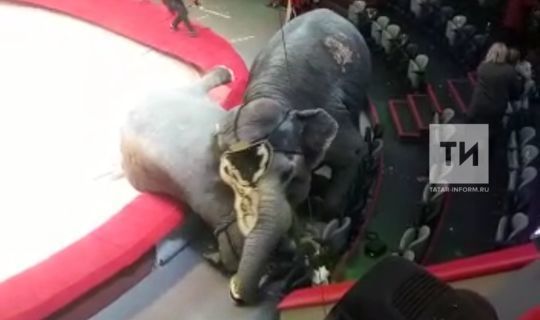 В казанском цирке во время представления один из слонов сшиб с ног другого