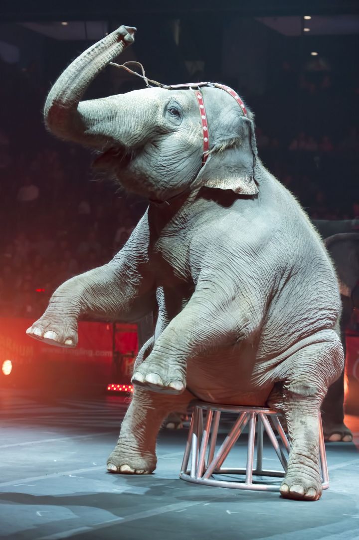 В цирке Казани отменили выступления слонов