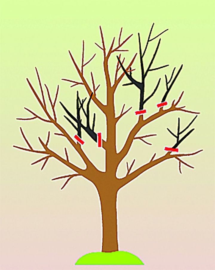 Как   сделать обрезку плодовых деревьев