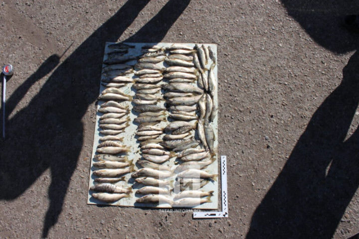 В операции «Нерест» полицейскими задержан браконьер, поймавший 95 форелей