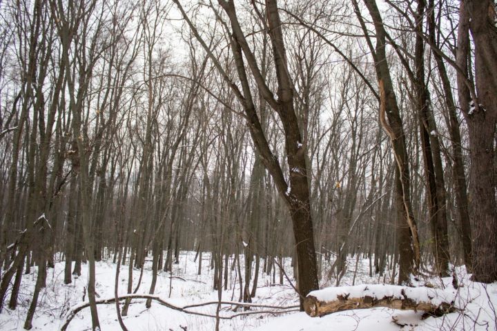 Республика Татарстан направит 96 млн рублей на лесовосстановление