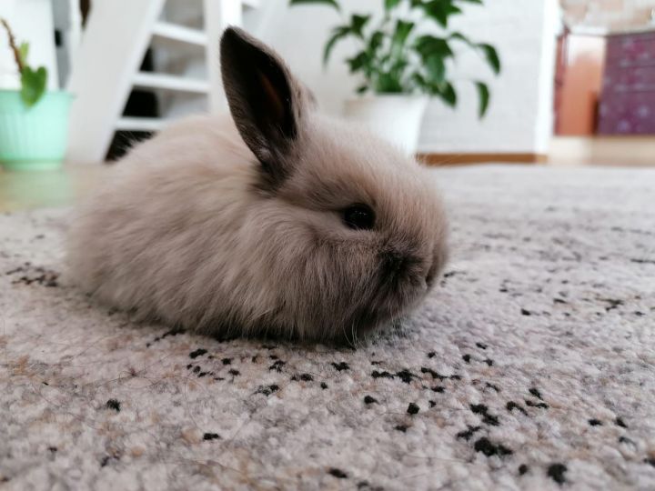 Чистопольская семья более четырех лет разводит декоративных кроликов