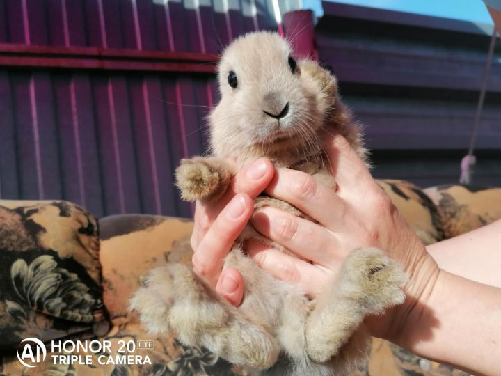 Чистопольская семья более четырех лет разводит декоративных кроликов