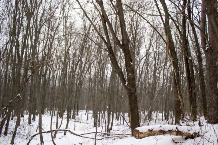 У мужчины из Мамадышского района забрали бензопилу и топор за незаконную вырубку леса