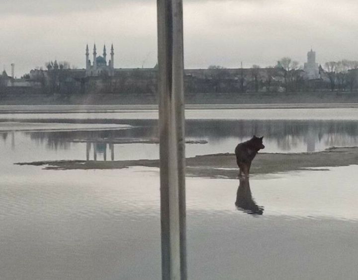 В столице РТ спасли собаку, которая плыла по реке на льдине