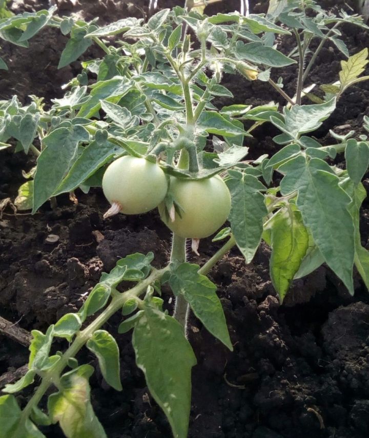 Чем поливать помидоры для быстрого роста?